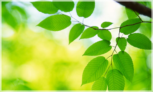 Our Green Philosophy
